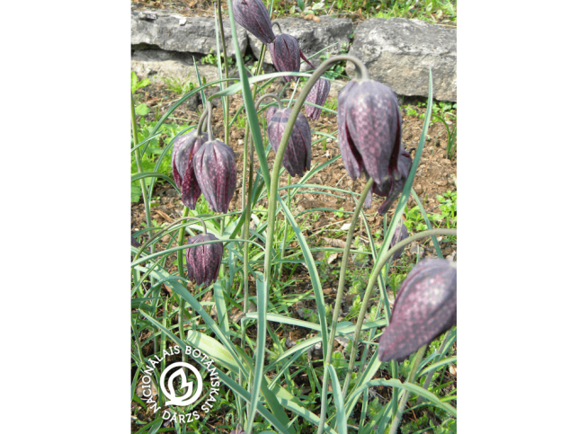 Fritillaria meleagris